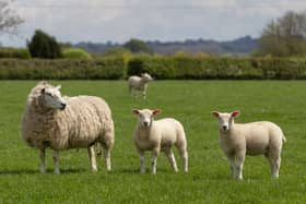 Scottish farmer devastated by virus warns a more deadly one is likely to hit Scotland soon 