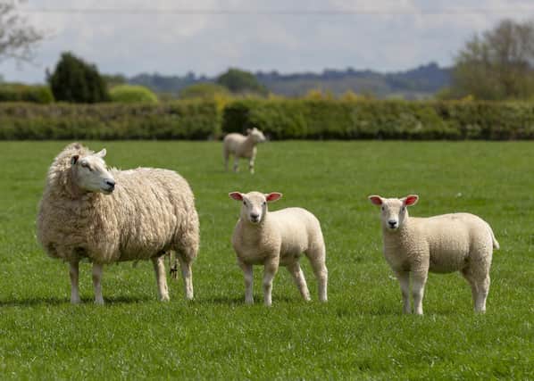 Scottish farmer devastated by virus warns a more deadly one is likely to hit Scotland soon