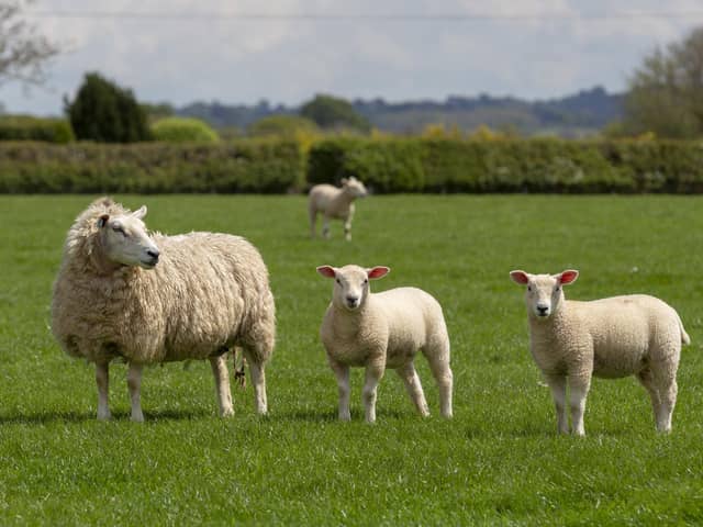 Scottish farmer devastated by virus warns a more deadly one is likely to hit Scotland soon 