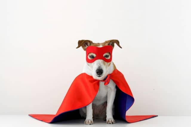 These are the dogs that are brave enough to be superheroes.