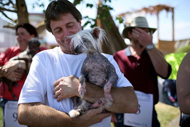 Robert Rond holds his Chinese Crested dog named Princess Chelsea before the start of the 20th Annual Ugliest Dog Competition at the Sonoma-Marin Fair.