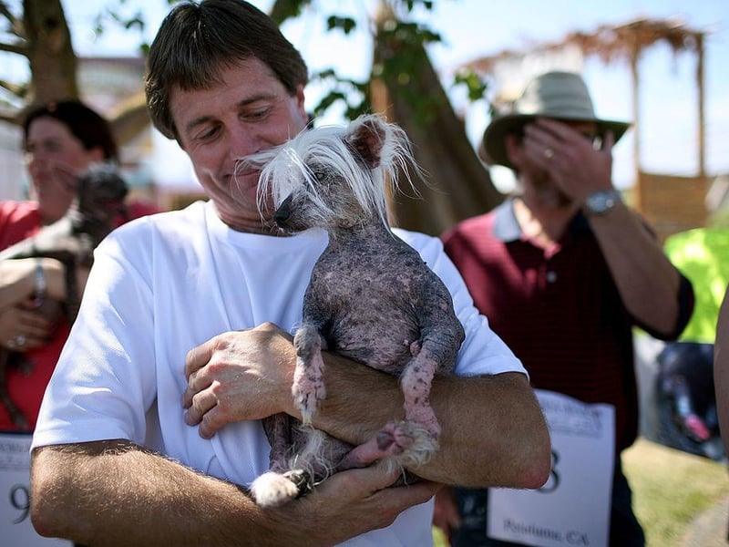 Robert Rond holds his Chinese Crested dog named Princess Chelsea before the start of the 20th Annual Ugliest Dog Competition at the Sonoma-Marin Fair.