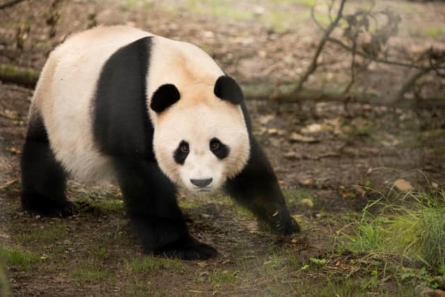 Tian Tian's male companion at Edinburgh Zoo, Yang Guang, is unable to mate with her since the removal of his testicles in November 2018 due to the presence of tumours.