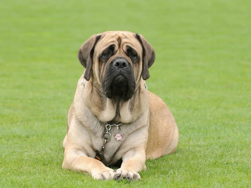 Known as the English Mastiff in the USA, male Mastiffs measure around 30 inches in height, with females around 27 inches tall. While not the tallest breed, they are the largest overall - according to the Guiness Book of Records a Mastiff called Zorba weighed in at a hefty 142.7 kg in 1981.