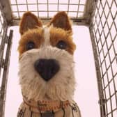 One of the stars of Wes Anderson's Isle of Dogs.