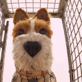 One of the stars of Wes Anderson's Isle of Dogs.