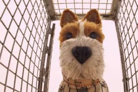 One of the stars of Wes Anderson's Isle of Dogs.
