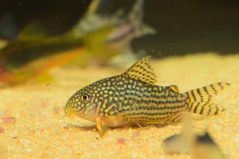 Another bottom feeding species that will happy clean up any food that has dropped to the bottom of the tank, the Corydoras Catfish is native to South America and Central America. They get on very well with other species of fish and are rarely aggressive.