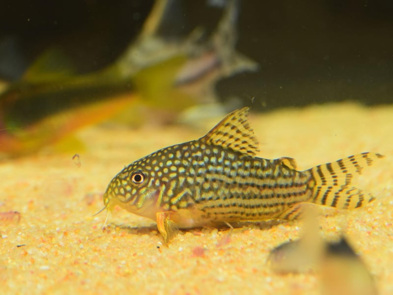 Another bottom feeding species that will happy clean up any food that has dropped to the bottom of the tank, the Corydoras Catfish is native to South America and Central America. They get on very well with other species of fish and are rarely aggressive.