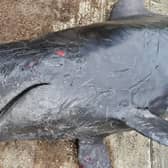 A juvenile short-finned pilot whale. Picture: Rod Penrose/PA Wire