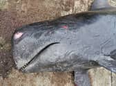 A juvenile short-finned pilot whale. Picture: Rod Penrose/PA Wire