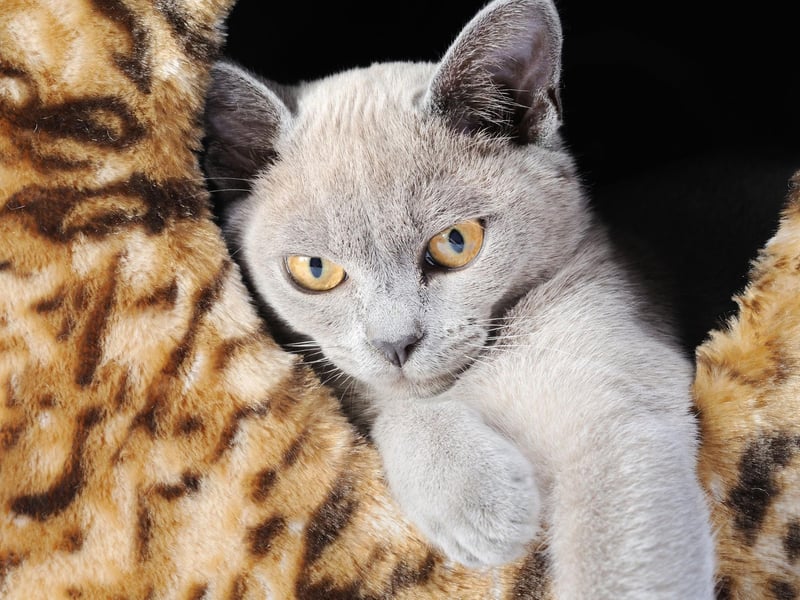 Leading the pack when it comes to expensive cat insurance is the Burmese Blue - with an average annual bill of £337.14.