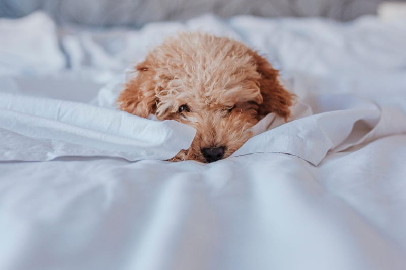 The Poodle scored particularly highly for a lack of shedding hair - this hypoallergenic breed won't leave your bed matted with fur. They also come in three different sizes - toy, miniature and standard - depending on the size of your bed!