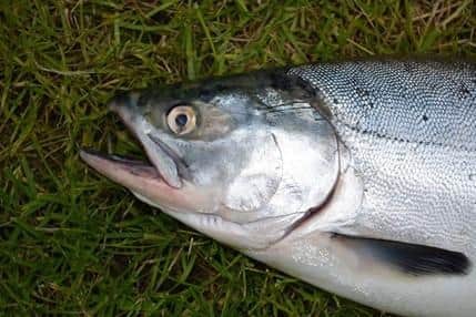 An increasing number of non-native pink salmon, which pose a risk to indigenous wild fish, have been appearing in rivers across Scotland in recent years. Picture: Peter Quail