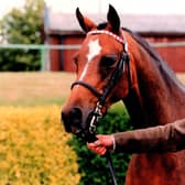 Margaret Runcie's Rosslyn Stud produced a stream of champion riding ponies, notably Sweet Repose