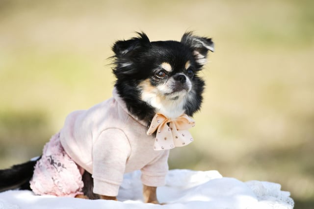 The second type of Chihuahua, the Long Coat Chihuahua, is almost as popular as its shorter-haired close cousin, with 1,223 registrations in 2021. If taken together, the two varieties of Chihuahua would be the third most popular toy dog overall.