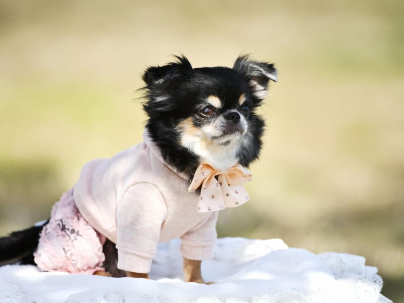 The second type of Chihuahua, the Long Coat Chihuahua, is almost as popular as its shorter-haired close cousin, with 1,223 registrations in 2021. If taken together, the two varieties of Chihuahua would be the third most popular toy dog overall.