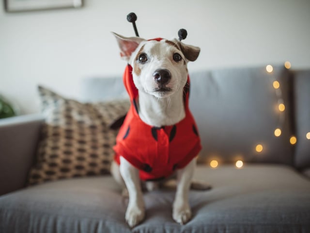 A variation on the beedog theme, switch the stripes for spots and your canine will look like a ladybird.