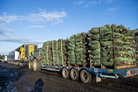 Charlie Spurway, owner of Country Business which grows around 200,00 Christmas trees every year and prepares to cut down 100,000 trees over the festive period (Photo: Lisa Ferguson).
