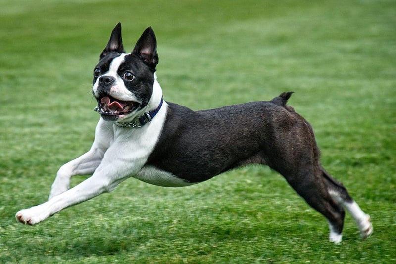 The more accurately-named Boston Terrier does originate from the American city of Boston. It dates back to around 1875, when city resident Robert C. Hooper stared breeding them from a dog called Judge. All modern Boston Terriers are related to Judge.