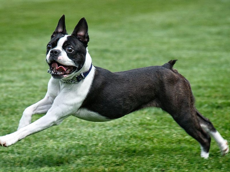 The more accurately-named Boston Terrier does originate from the American city of Boston. It dates back to around 1875, when city resident Robert C. Hooper stared breeding them from a dog called Judge. All modern Boston Terriers are related to Judge.
