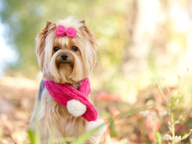 Keep an eye on older pets who feel the cold more than their younger counterparts. Add more blankets to their bedding to help keep them warm and cosy and to support senior joints.