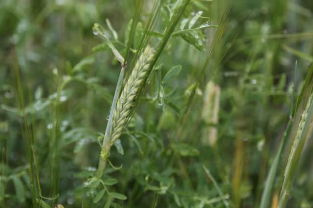 Pulses such as lentils, peas and beans have multiple benefits, including their ability to capture nitrogen and so reduce the need for artificial fertilisers