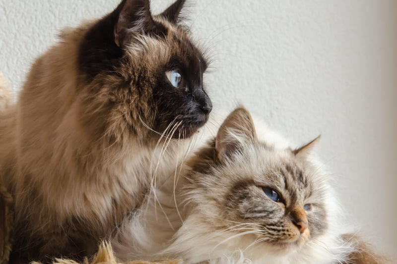 This beautiful breed thrives with human interactions, and loves to chat - though they are very sweet in their tone and not as demanding as their ancestors the Siamese.