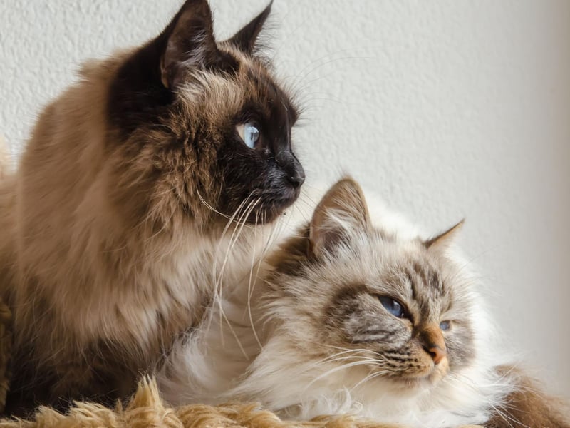 This beautiful breed thrives with human interactions, and loves to chat - though they are very sweet in their tone and not as demanding as their ancestors the Siamese.