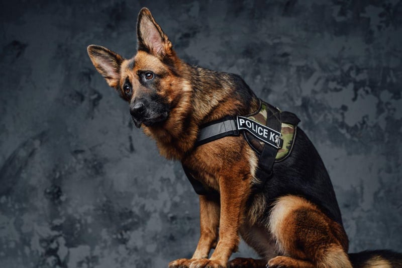 It would perhaps be quicker to list the jobs a German Shepherd can't do. They are the ultimate in working dog, used by the army and police, as therapy dogs, in airports to sniff out drugs, as guard dogs, for personal protection, and numerous other tasks.