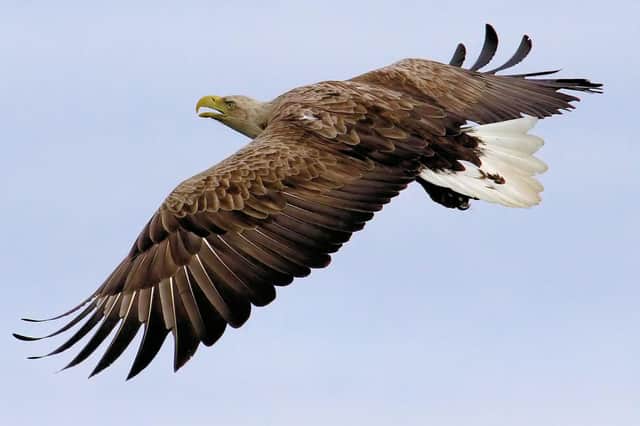 Photographer Iain Erskine captured this stunning shot of a sea eagle, a descendent of birds reintroduced to Scotland over the past 45 years. The birds have become well established and now attract thousands of wildlife tourists to the Isle of Mull each year, generating millions of pounds for the local economy