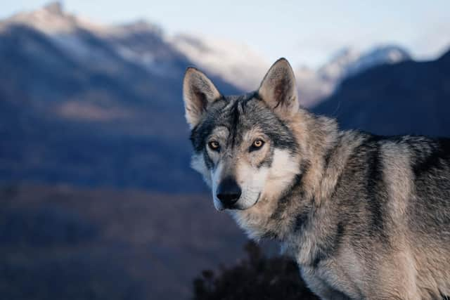 Wolfdog Kai in the Cuillins, on the Isle of Skye