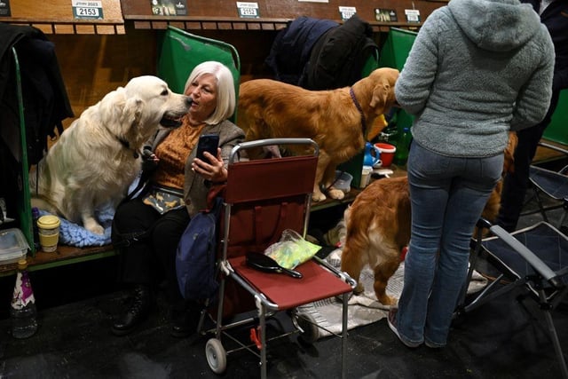 A woman attempts to take a selfie picture with her golden retriever dog after being judged on the first day of the Crufts dog show.