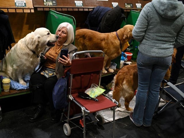 A woman attempts to take a selfie picture with her golden retriever dog after being judged on the first day of the Crufts dog show.