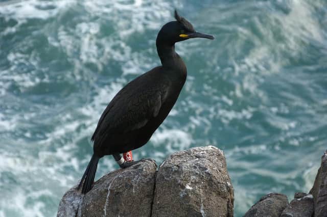 Researchers studying seabirds in the Firth of Forth fear for the fate of local shags after recent stormy weather
