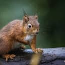Britain has just 160,000 or so native red squirrels. About 75% of them live in Scotland's woodlands, parks and gardens (picture: Liam McBurney/PA)
