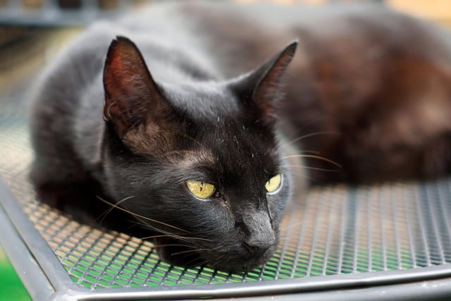 With a chocolate-y, smooth and silky coat, the Havana Brown is a popular breed of cat. They are talkative, curious and typical intelligent.