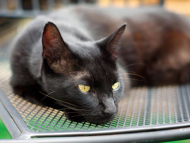 With a chocolate-y, smooth and silky coat, the Havana Brown is a popular breed of cat. They are talkative, curious and typical intelligent.