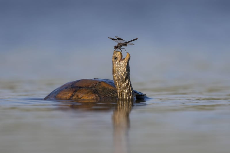 The Happy Turtle by Tzahi Finkelstein, Israel, of a Balkan pond turtle with a northern banded groundling dragonfly in Israel's Jezreel Valley, which has been shortlisted for the Wildlife Photographer of the Year People's Choice Award.