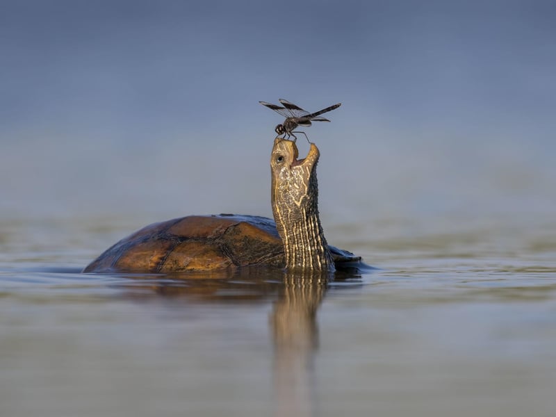 The Happy Turtle by Tzahi Finkelstein, Israel, of a Balkan pond turtle with a northern banded groundling dragonfly in Israel's Jezreel Valley, which has been shortlisted for the Wildlife Photographer of the Year People's Choice Award.