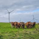 Wind is a woeful form of renewable, writes reader (Picture: George Maciver/Adobe)