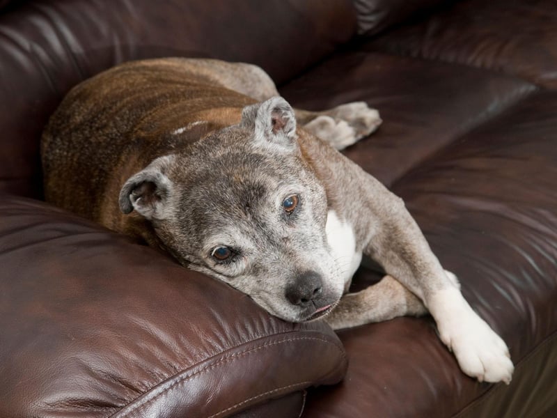 The tenth most popular dog is the Staffordshire Bull Terrier - the descendant of a cross-breed between an Old English Bulldog and an Old English Terrier.