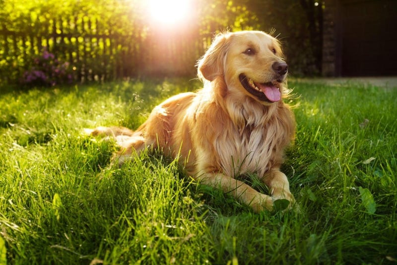 In third comes the Golden Retriever, with nearly one in ten (8 per cent) mums selecting this breed as their preferred breed.