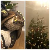 A bird of prey has been rescued after flying into a home and perching on the Christmas tree.