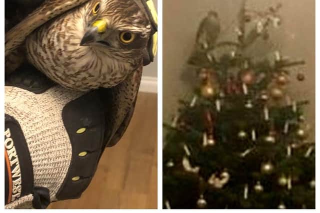 A bird of prey has been rescued after flying into a home and perching on the Christmas tree.