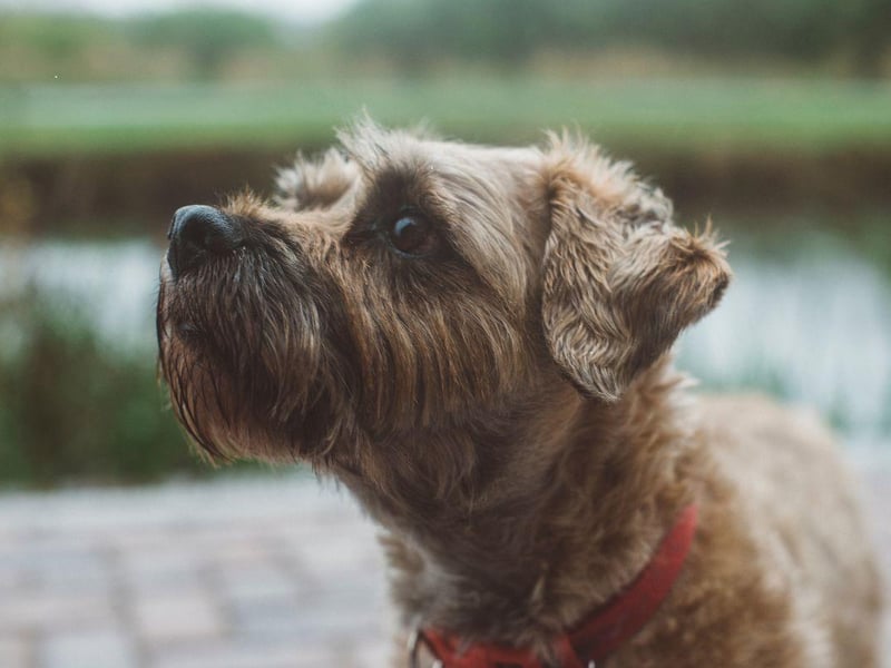 An affectionate name for an affectionate dog, Buddy makes an appearance in the top 10 Border Terrier names. It's an English name, simply meaning 'friend'.