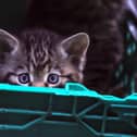 Peek-a-boo: One of five new arrivals at the pioneering Saving Wildcats project, led by the RZSS and based at its Highland Wildlife Park