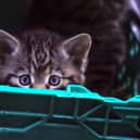 Peek-a-boo: One of five new arrivals at the pioneering Saving Wildcats project, led by the RZSS and based at its Highland Wildlife Park