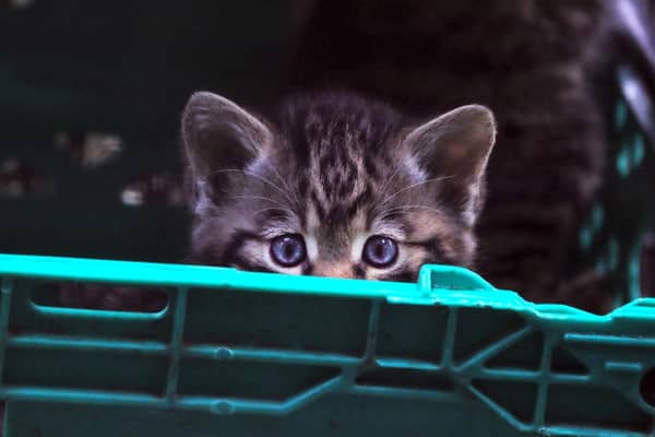 Peek-a-boo: One of five new arrivals at the pioneering Saving Wildcats project, led by the RZSS and based at its Highland Wildlife Park