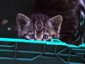 Peek-a-boo: One of five new arrivals at the pioneering Saving Wildcats project, led by the RZSS and based at its Highland Wildlife Park